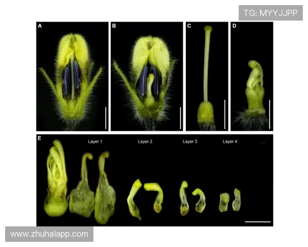 全球顶级高尔夫球场草种的基因选择